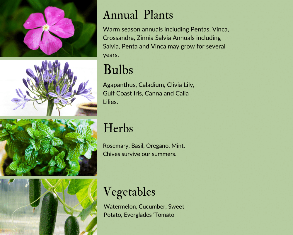 What to plant in March in the tropical garden