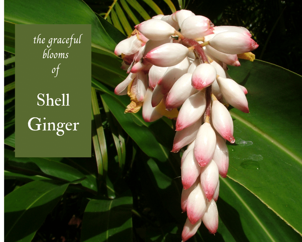 shell ginger blooms in pale pink