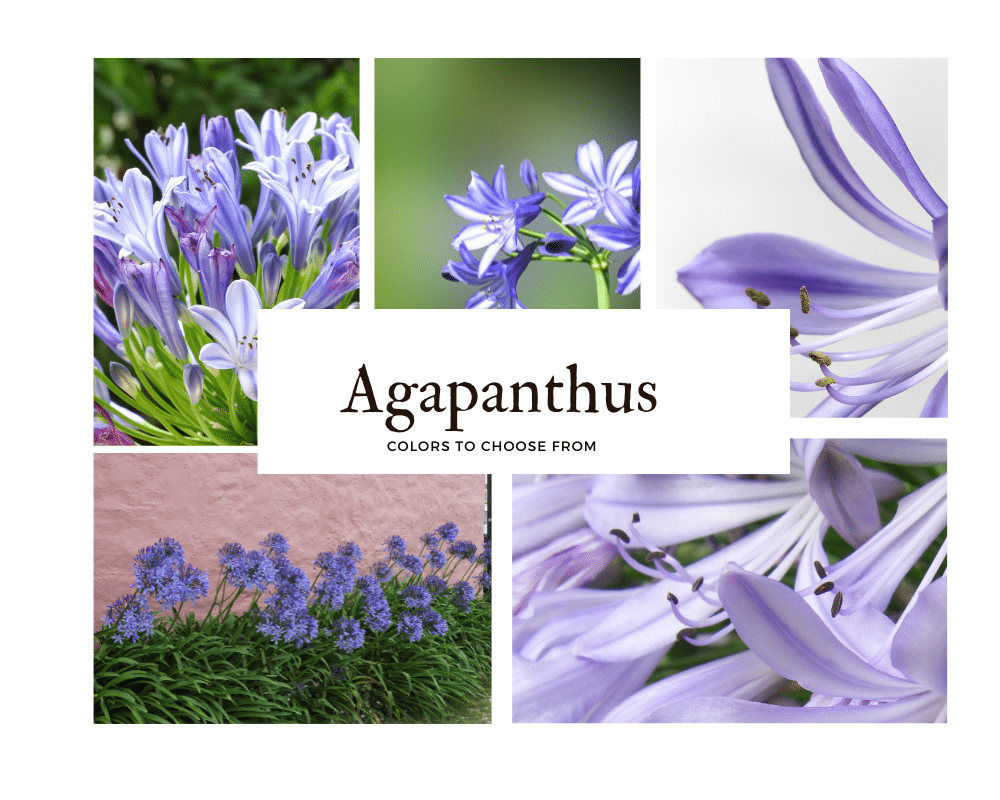 dark blue agapanthus