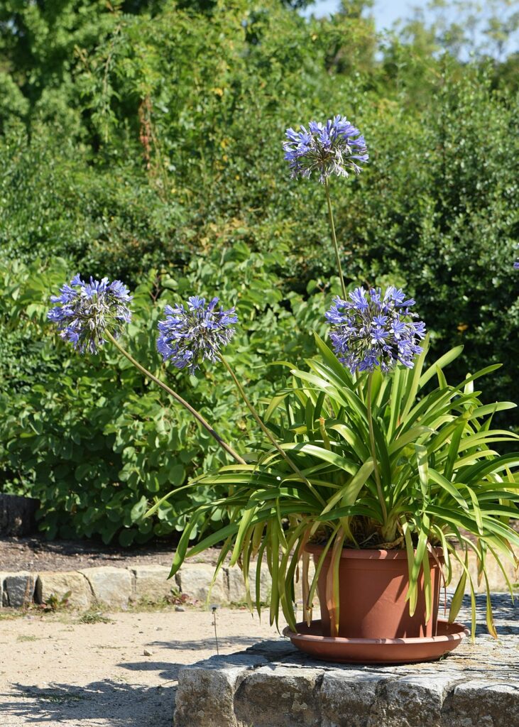 How to Grow Dramatic Agapanthus in Containers and Pots ⋆ Roots and Maps