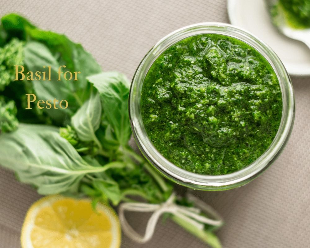 Fresh Basil and Pesto in a bowl