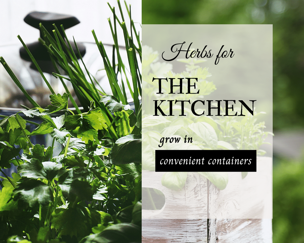 baskets of kitchen herbs ready for cooking. Grown in containers