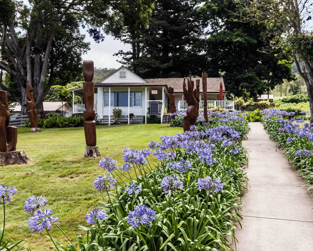 Agapanthus at Uppalaka Ranch Maui HI