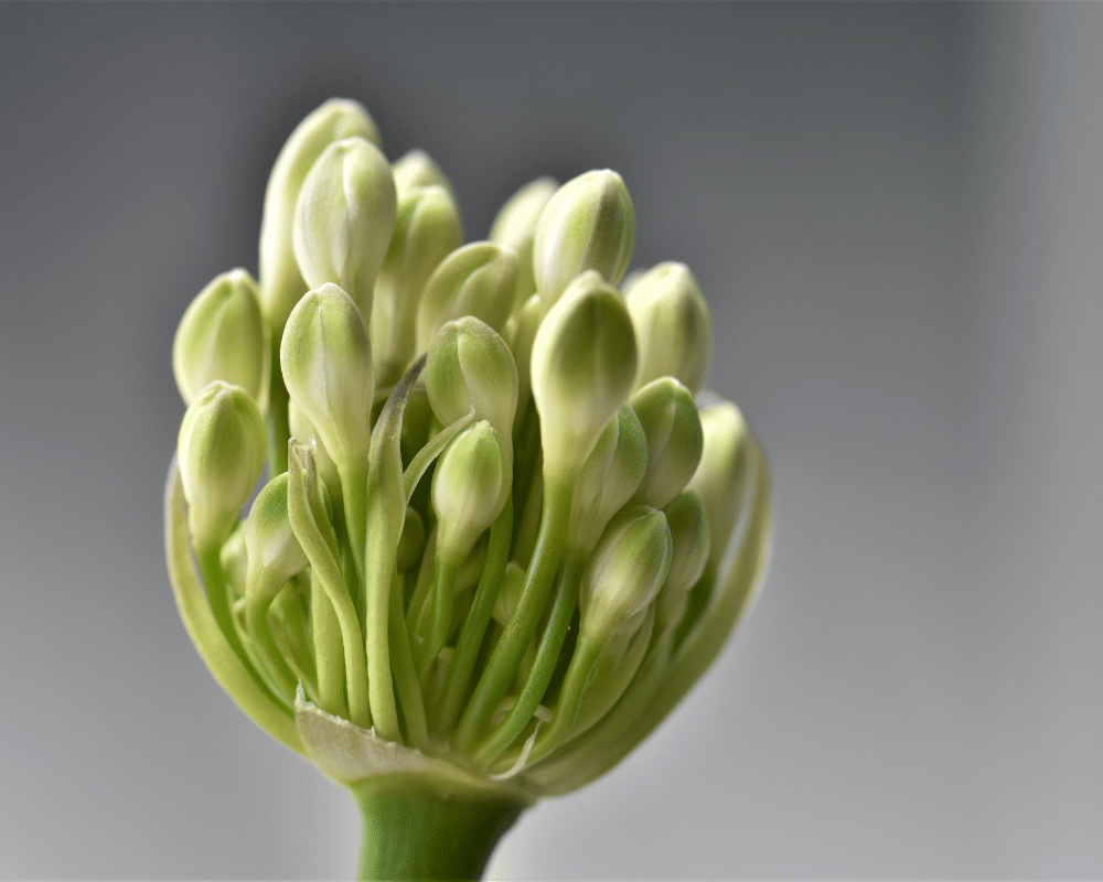 agapanthus bud