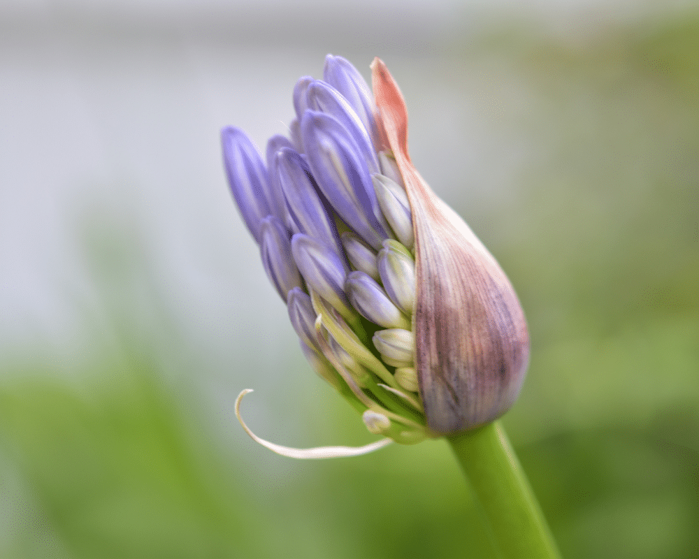 bud of agapanthus