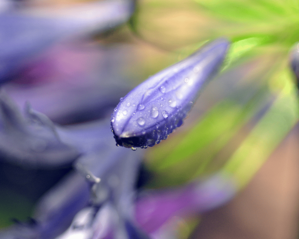 agapanthus bud in rain