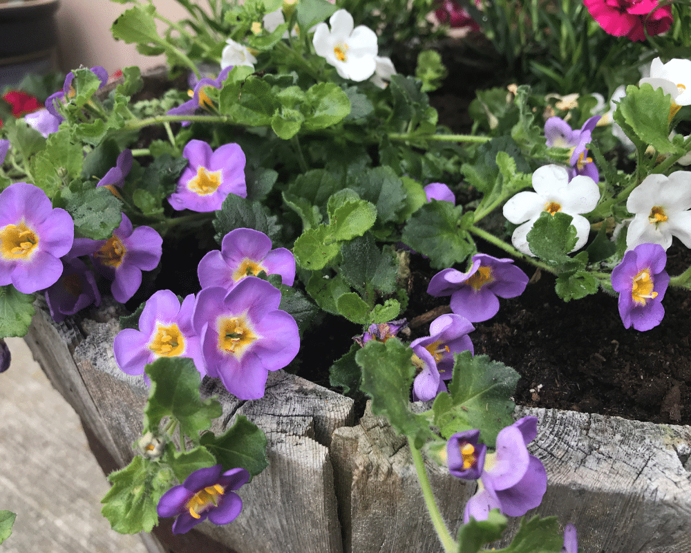 multi color bacopa