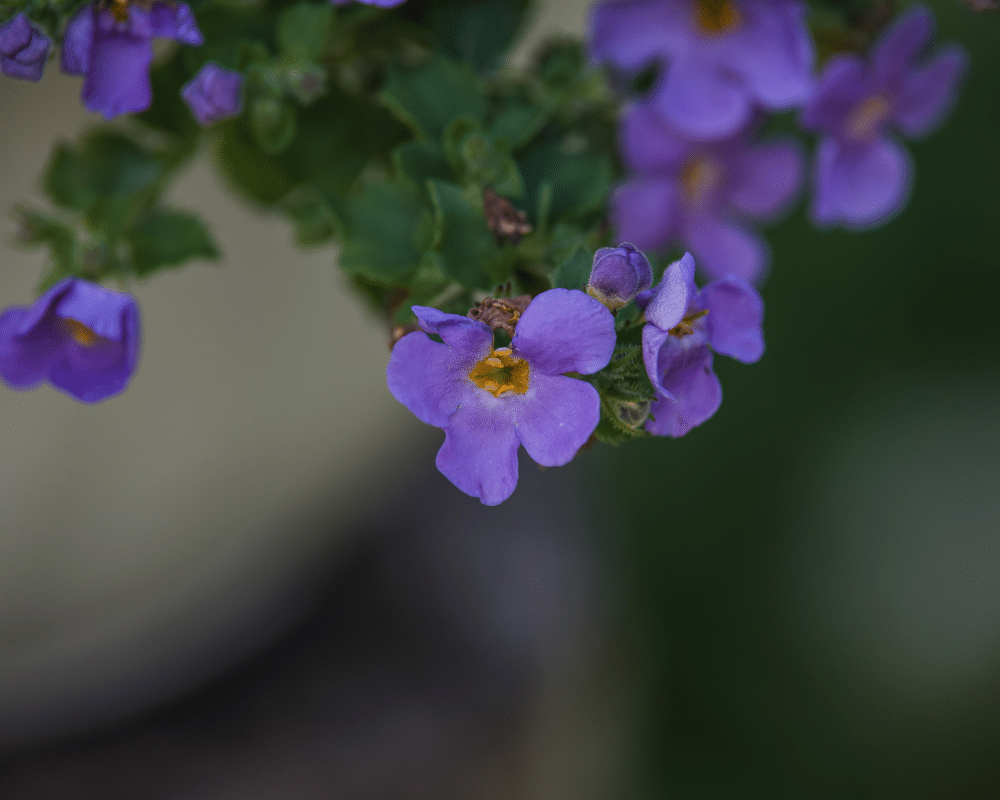 bacopa trailing