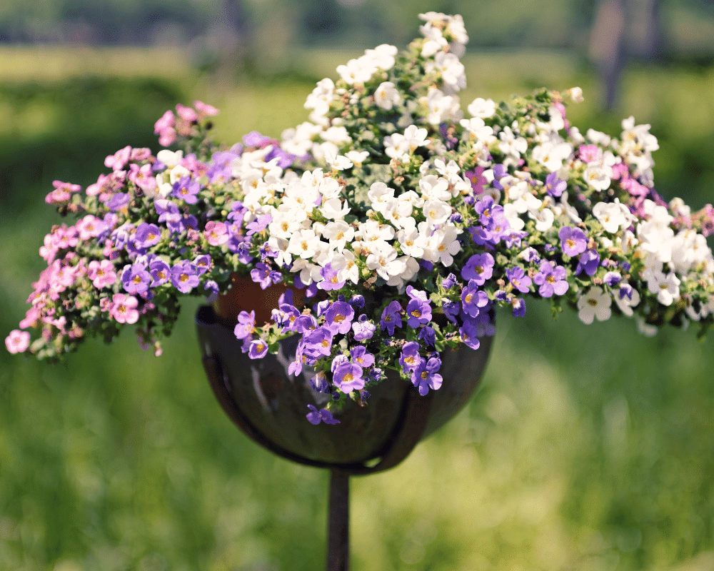 hanging basket of bacopa