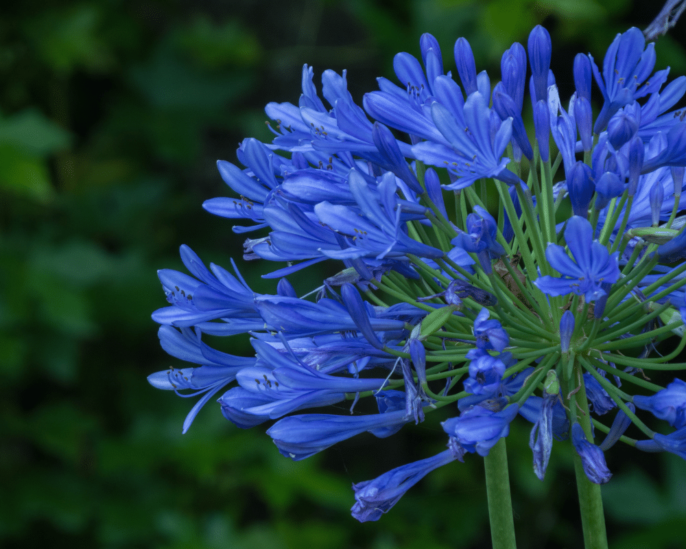 dark blue agapanthus