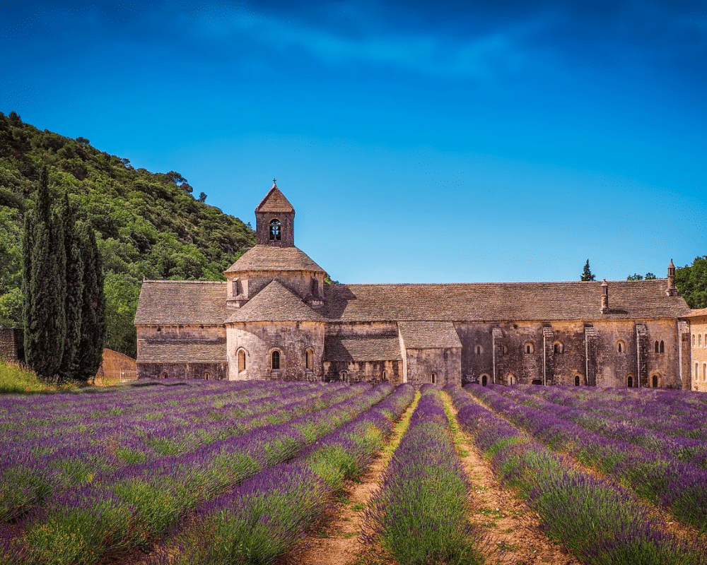 Mediterranean fields of lavender