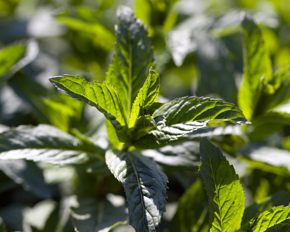 fresh mint leaves grow them in containers.