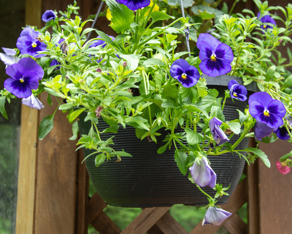 Hanging plastic basket of flowers