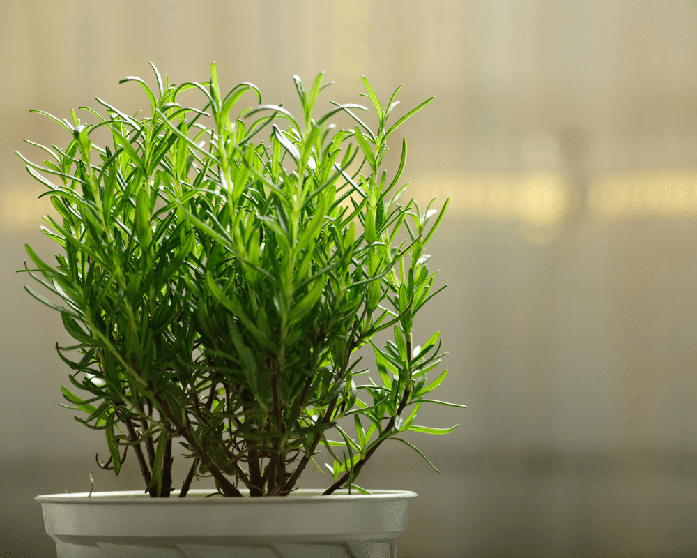 rosemary herb plant in container