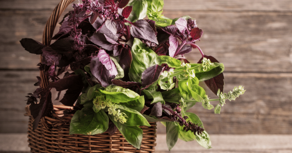 basil, various kinds in basket