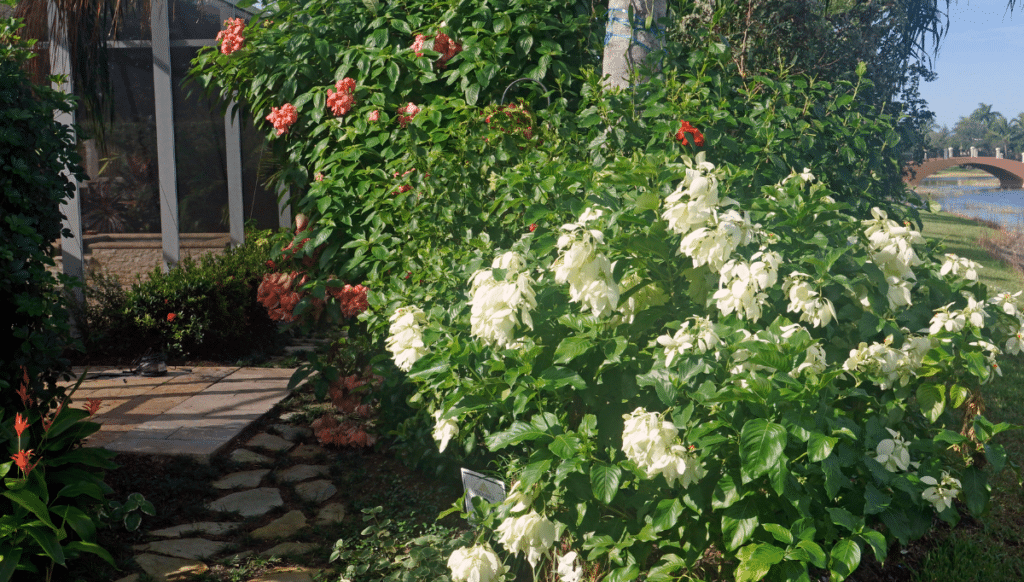 Mussaenda in the garden, white and salmon blossoms
