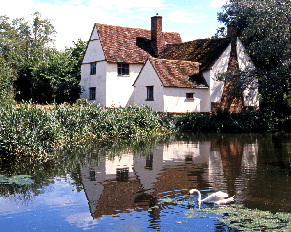 Swans on the 'Haywain Pond' Today in Constable country