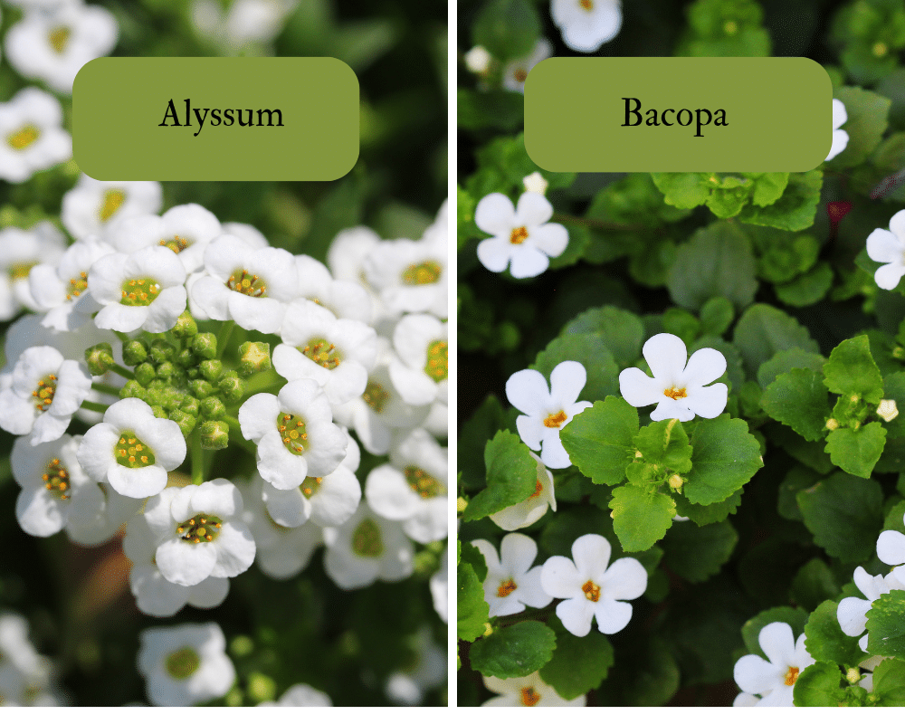 Alyssum and Bacopa