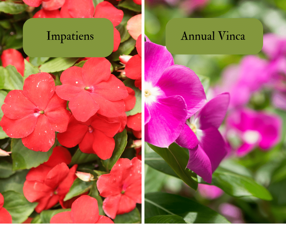 IAnnual Vinca