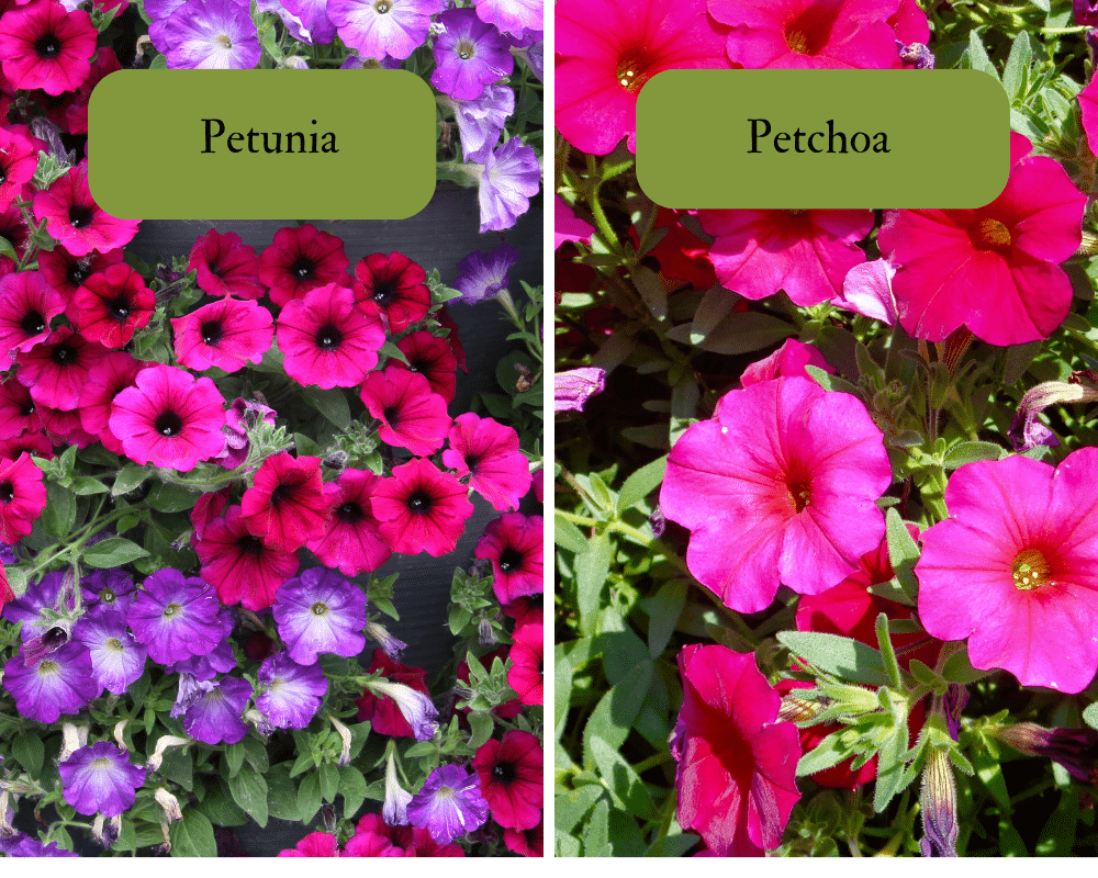 Petunia and Petchoa flowers