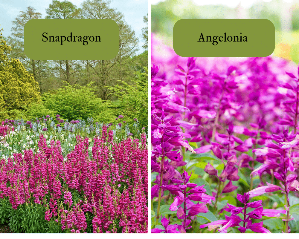 snapdragon flower and angelonia floweer