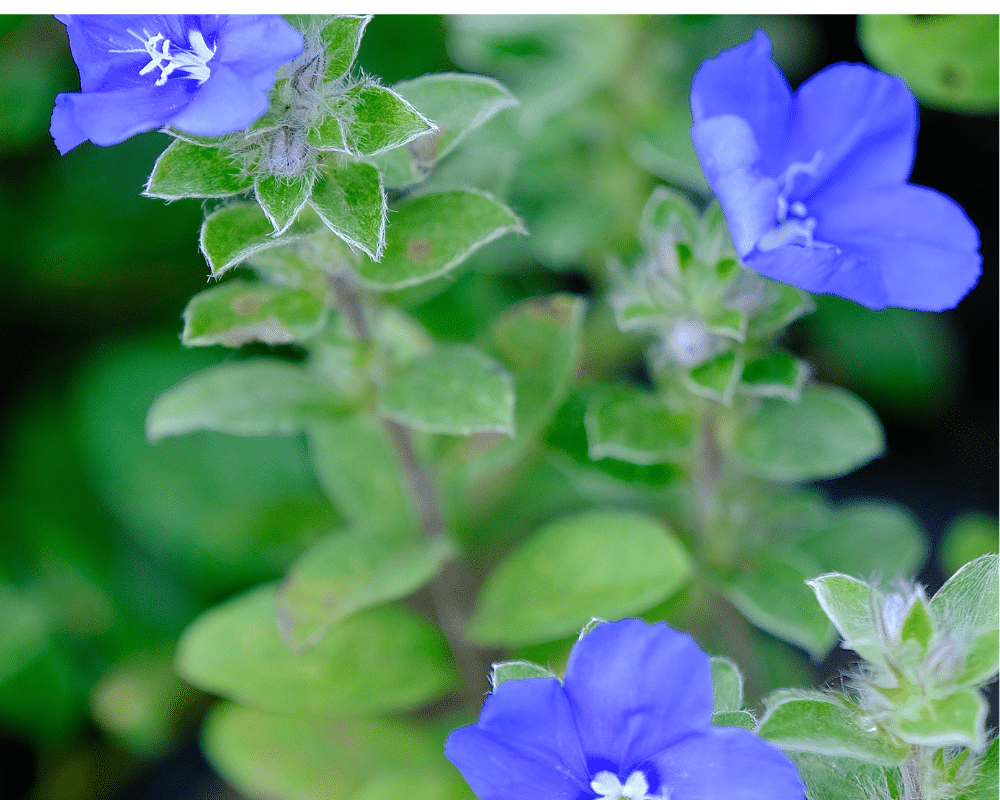 blue daze plant -serene tropical Florida gardens with blue blooms