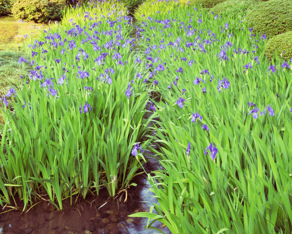 Blue flag iris in water-serene tropical garden with blue