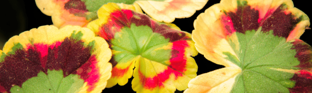 geraniums with colored foliage