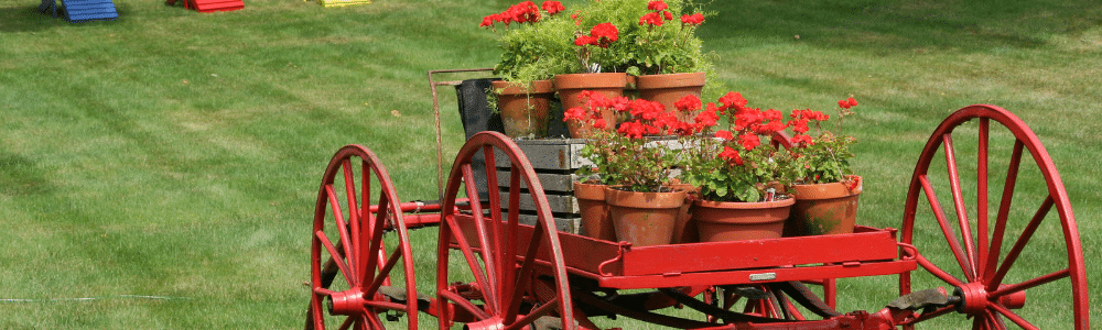 display of potted geraniums