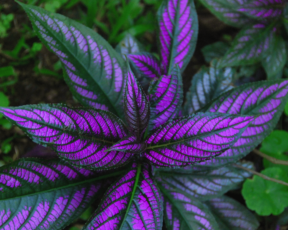 Persian shield-Serene tropical gardens with blue