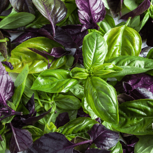 basil herb  for winter garden