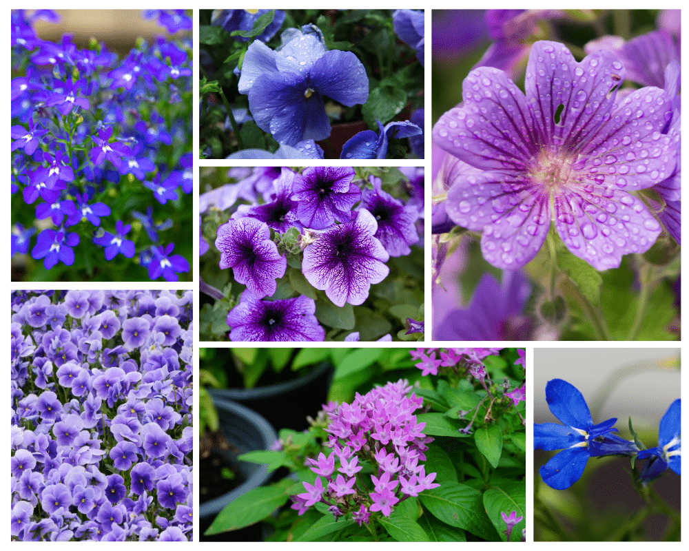 annual flowers blooming in blue