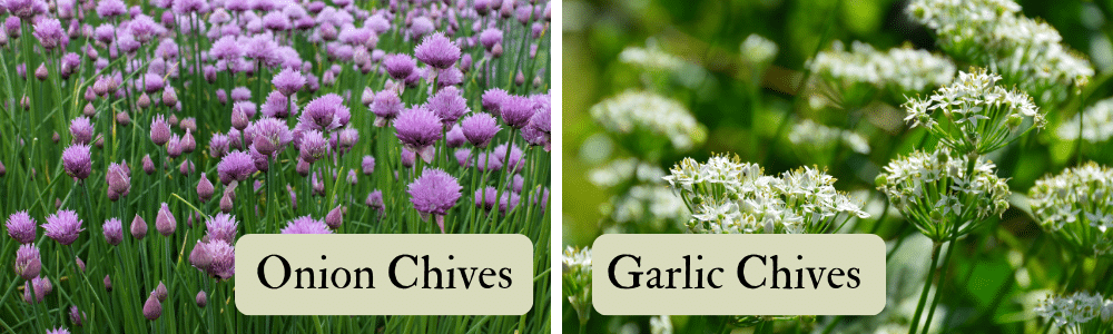 Onion chives vs garlic chives. Cool season herbs in s Florida