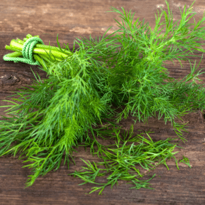 dill to grow in the winter garden