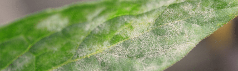 fatal downy mildew disease, how to save your Basil