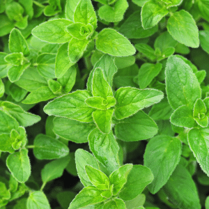 oregano to grow in the cool season garden