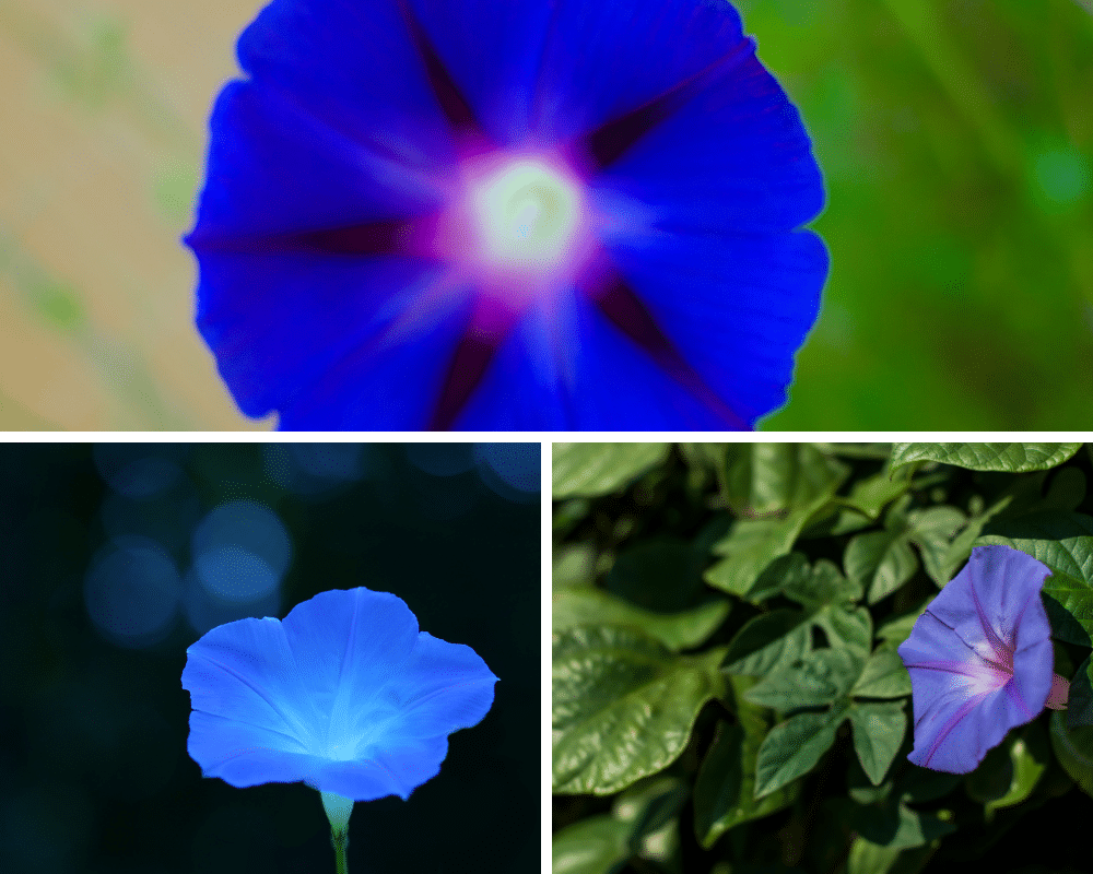 examples of blue petunia