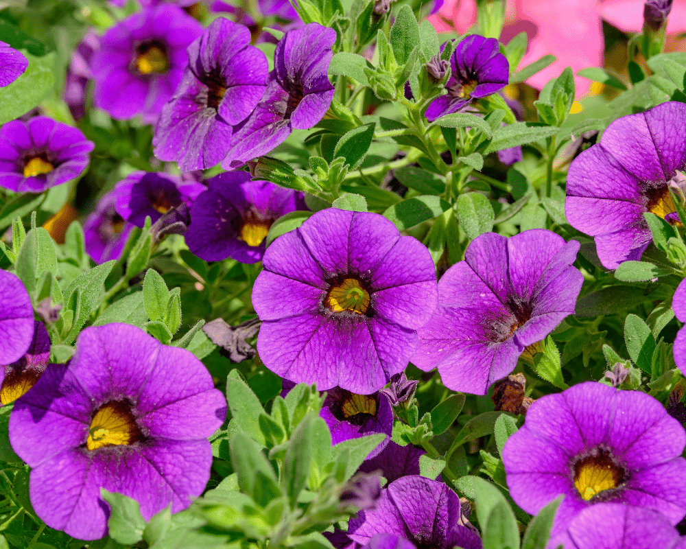 Calibrachoa blooms