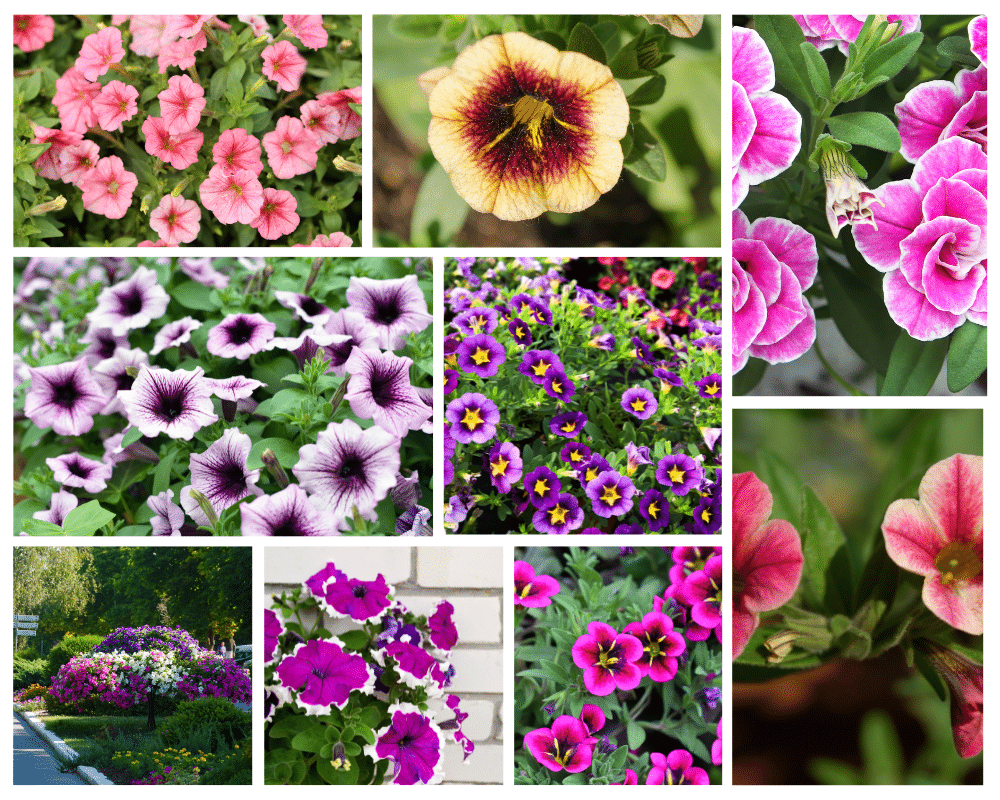 colors of petunia, calibrachoa and petchoa