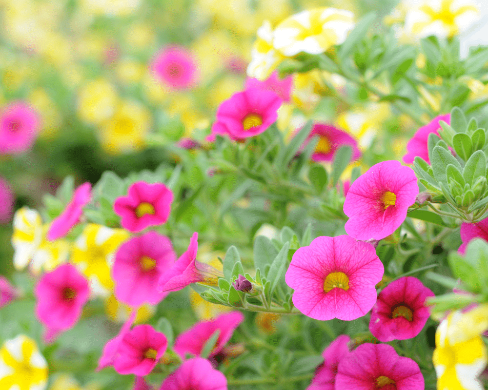 petchoa blooms