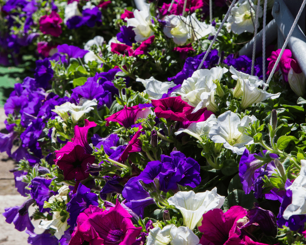 Petunia vlooms