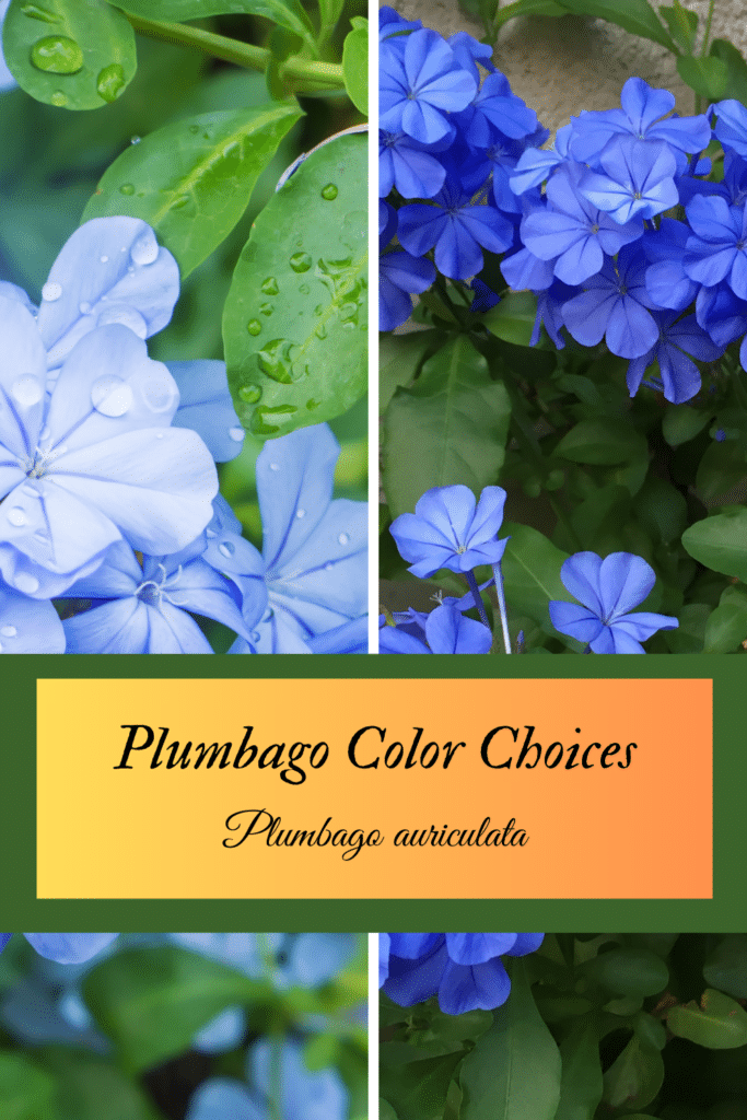 Plumbago color examples