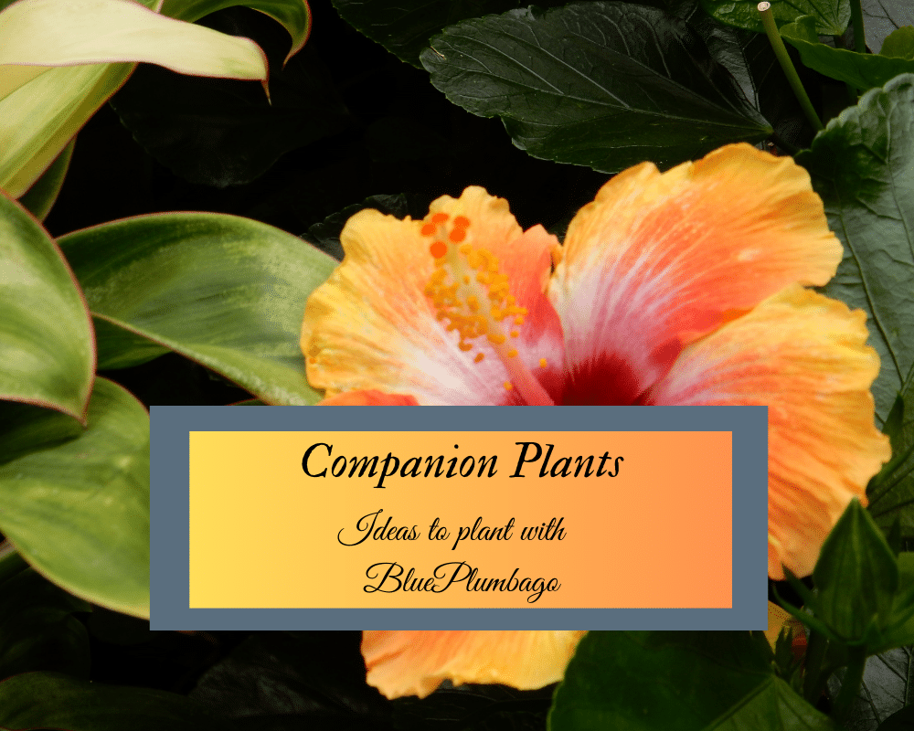 Companion Plants for plumbago