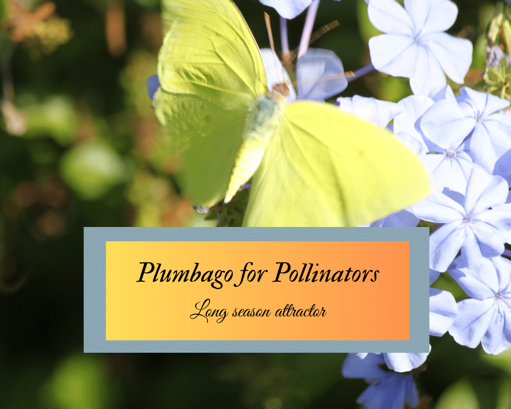 Plumbago for pollinators