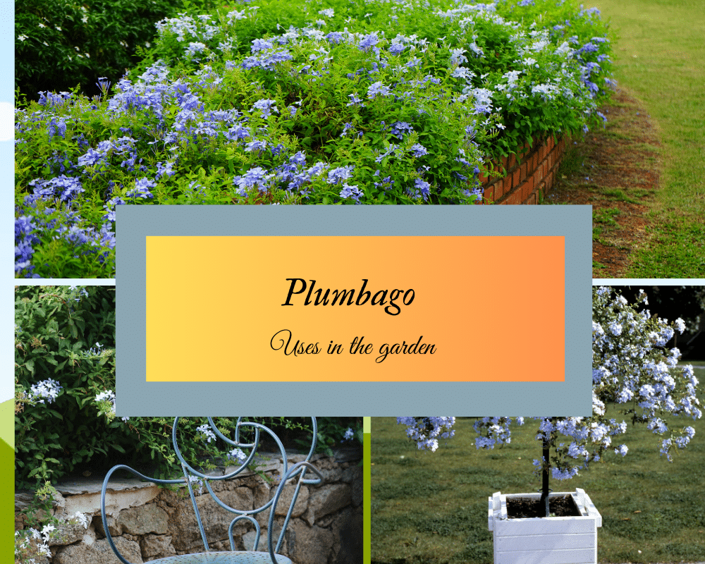 plumbago uses