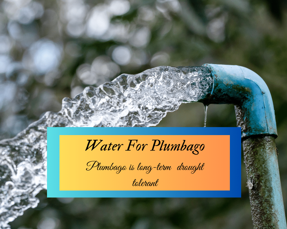 How to water plumbago plants