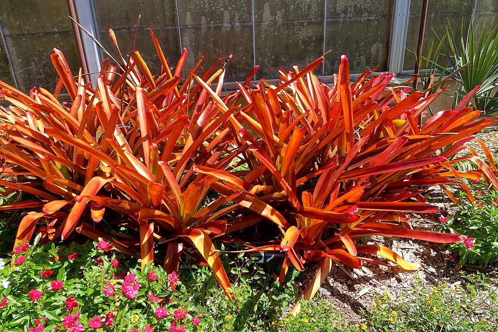 How to grow bromeliads with eight elegant varieties