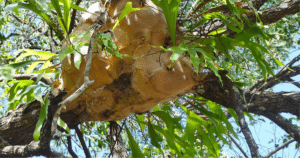 staghorn fern
