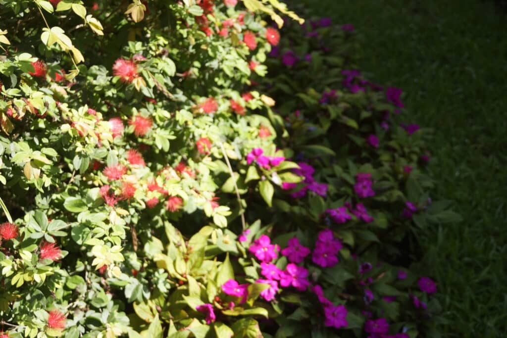 long rows of annuals for color in winter