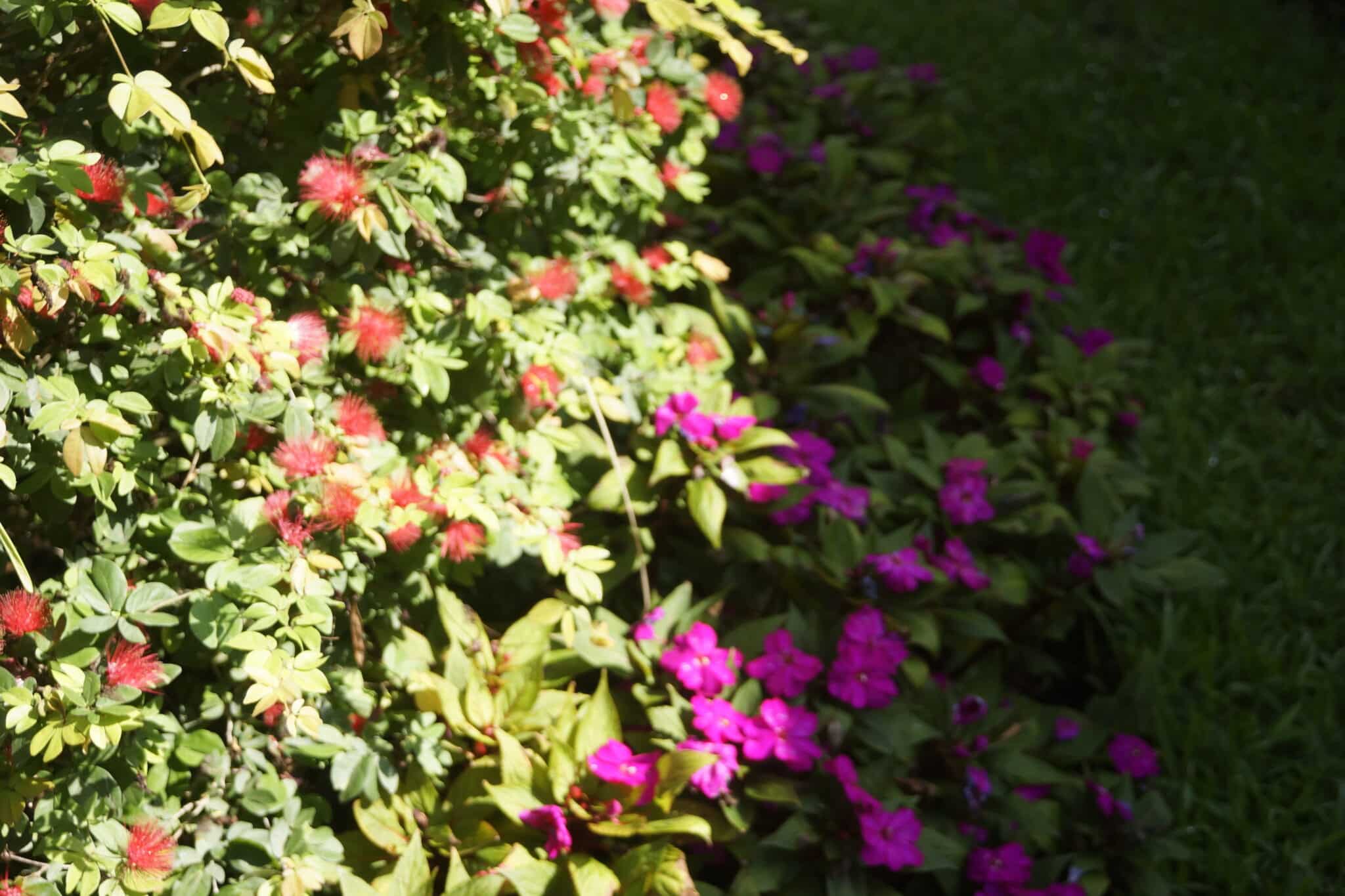 Sunpatiens: New and Improved Impatiens! ⋆ Roots and Maps